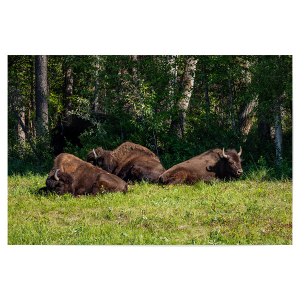 Poster "Wilde Bisons in Kanada" artboxONE - Natur,Tiere - Bison,Büffel,Kanada,Amerika,Alaska,Alaska highway,Nordamerika,Wildlife,Yukon