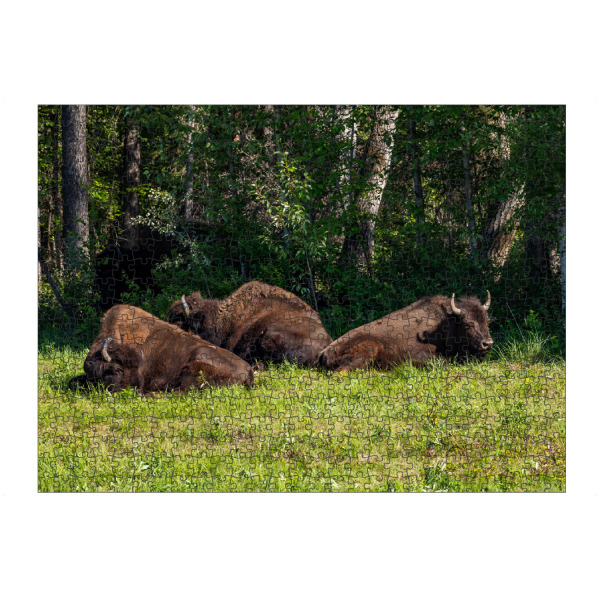 Puzzle Ravensburger "Wilde Bisons in Kanada" artboxONE - Natur,Tiere - Bison,Büffel,Kanada,Amerika,Alaska,Alaska highway,Nordamerika,Wildlife,Yukon