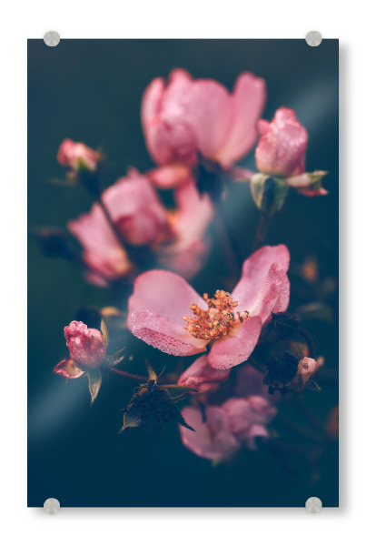 Acrylglasbild "Welke Rosen im Morgentau" artboxONE - Natur,Floral