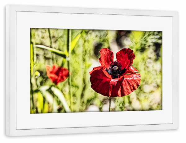 Poster mit Rahmen weiß "Mohnblume im Detail" artboxONE - Natur,Floral - Blumen,Blume,Mohnblume,Natur,Floral,Pflanze