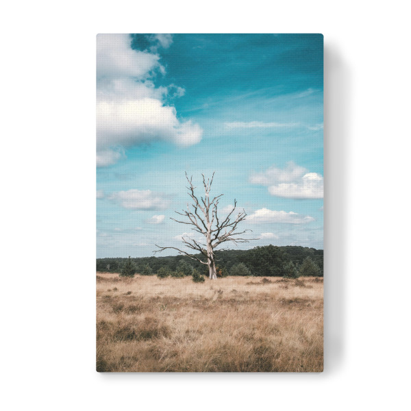 Leinwandbild "Baum in der Lüneburger Heide" artboxONE - Natur,Reise,Reise / Länder