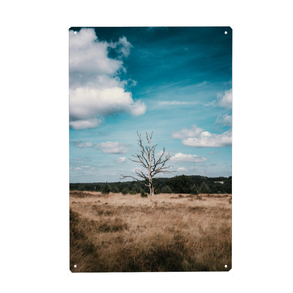 Metall Poster "Baum in der Lüneburger Heide" artboxONE - Natur,Reise,Reise / Länder