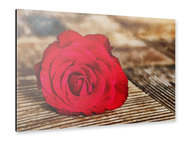 Alu-Dibond "Rote Rose auf Holztisch" 30x20 cm artboxONE