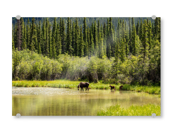 Acrylglasbild "Elchkuh mit Kälbern" artboxONE - Natur,Tiere - Elch,Elchkuh,Kalb,Kälber,Wildnis,Alaska,Rocky mountains,Kanada,Wildlife