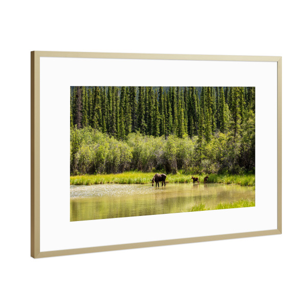 Poster mit Rahmen Gold "Elchkuh mit Kälbern" artboxONE - Natur,Tiere - Elch,Elchkuh,Kalb,Kälber,Wildnis,Alaska,Rocky mountains,Kanada,Wildlife
