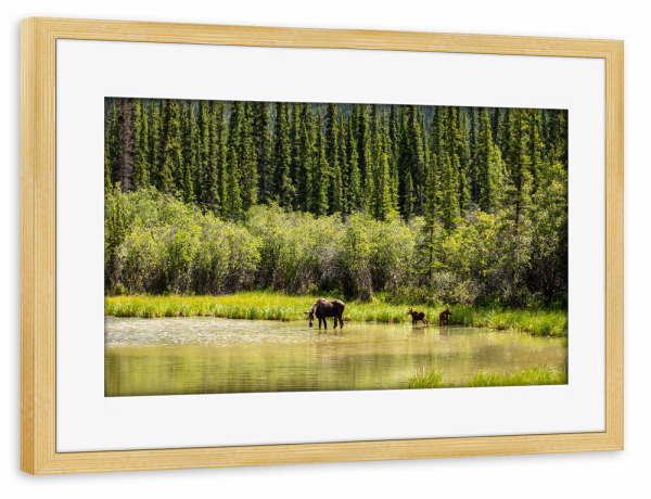 Poster mit Rahmen kiefer "Elchkuh mit Kälbern" artboxONE - Natur,Tiere - Elch,Elchkuh,Kalb,Kälber,Wildnis,Alaska,Rocky mountains,Kanada,Wildlife
