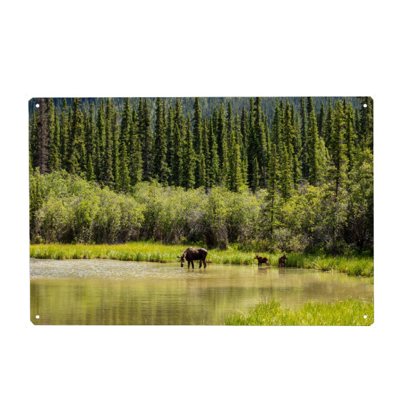 Holzbild "Elchkuh mit Kälbern" artboxONE - Natur,Tiere - Elch,Elchkuh,Kalb,Kälber,Wildnis,Alaska,Rocky mountains,Kanada,Wildlife