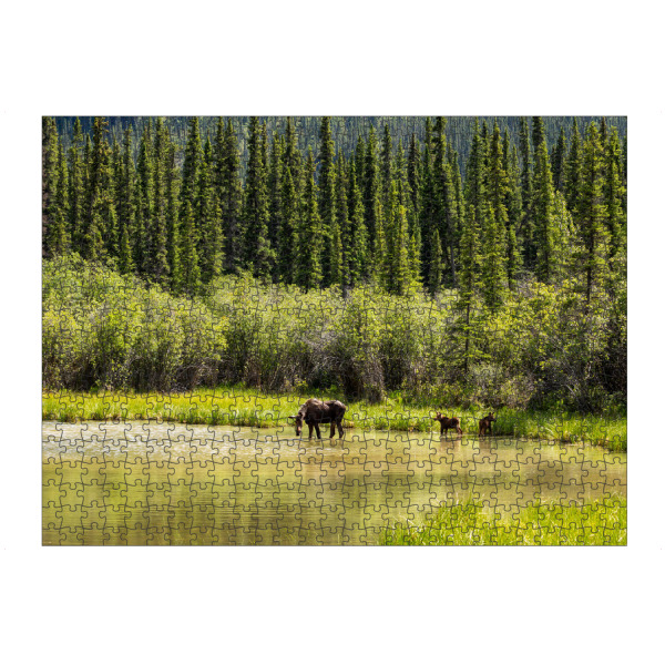 Puzzle Ravensburger "Elchkuh mit Kälbern" artboxONE - Natur,Tiere - Elch,Elchkuh,Kalb,Kälber,Wildnis,Alaska,Rocky mountains,Kanada,Wildlife