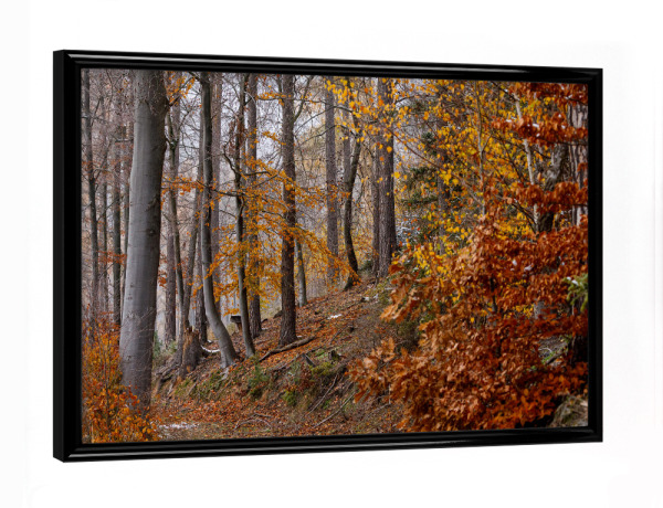Poster mit schwarzem Rahmen "Herbstliche Farben des Waldes" artboxONE - Natur - Wald,Herbst,Herbstwald,Baum,Baumstamm,Laub,Indian summer,Herbstlaub