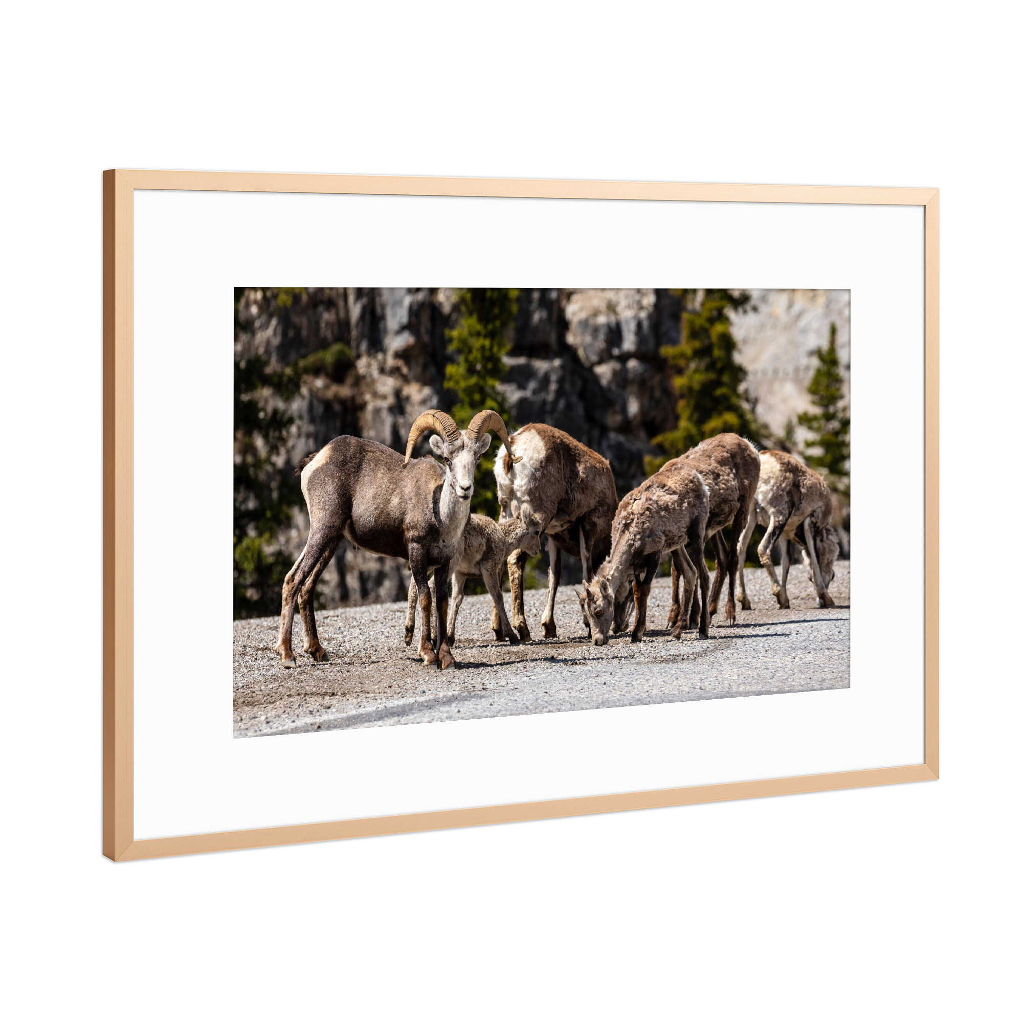 Poster mit Rahmen Kupfer "Dickhornschafe" artboxONE - Natur,Tiere