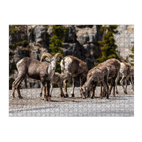 artboxONE Puzzle "Dickhornschafe" artboxONE - Natur,Tiere