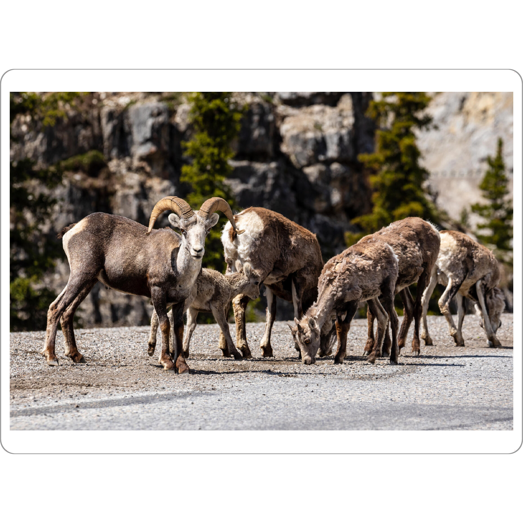 Tischset "Dickhornschafe" artboxONE - Natur,Tiere