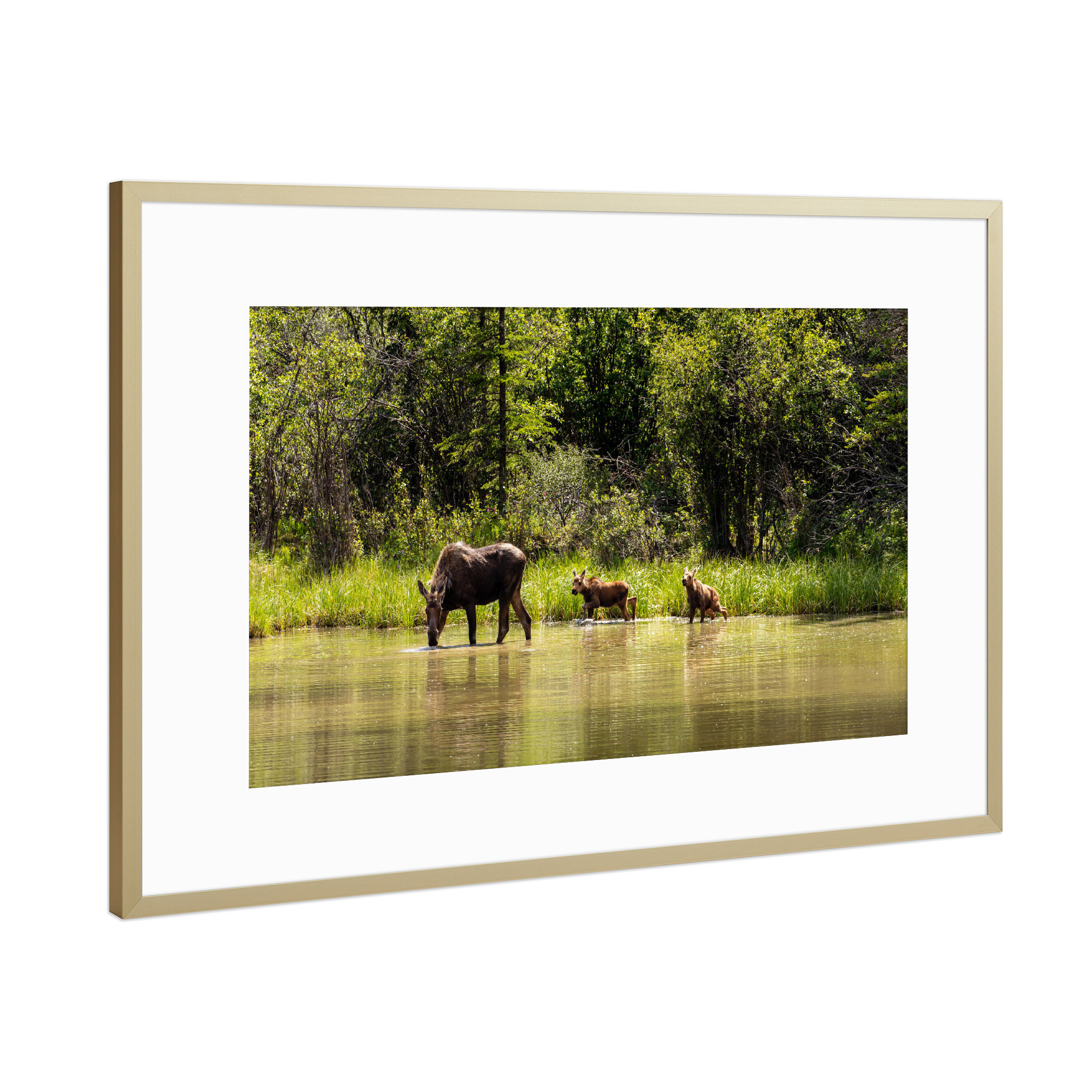 Poster mit Rahmen Gold "Elchkuh in der Wildnis Alaskas" artboxONE - Natur,Tiere