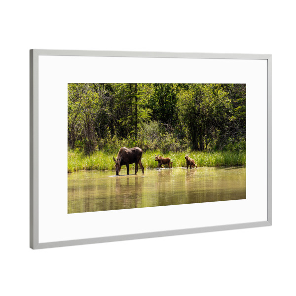 Poster mit Rahmen Silber "Elchkuh in der Wildnis Alaskas" artboxONE - Natur,Tiere
