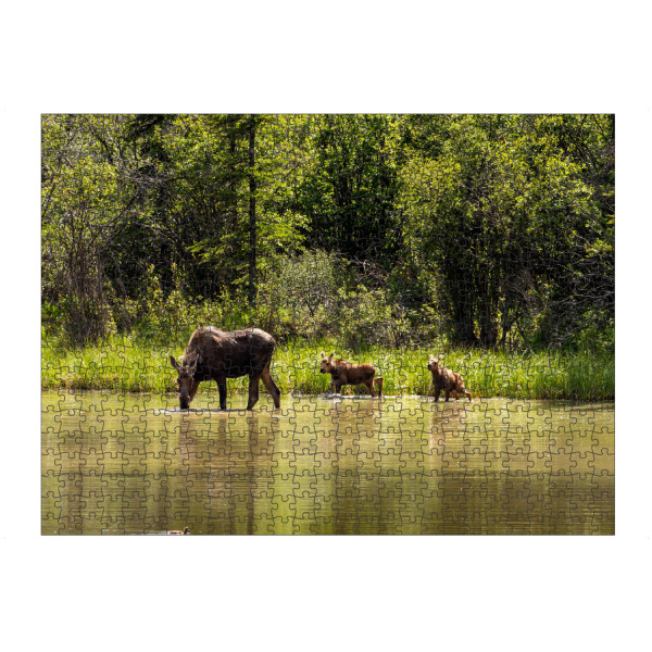 artboxONE Puzzle "Elchkuh in der Wildnis Alaskas" artboxONE - Natur,Tiere - Elch,Elchkuh,Kalb,Kälber,Wildnis,Alaska,Rocky mountains,Kanada,Wildlife