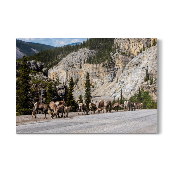 Galerie-Print "Rocky Mountains Dickhornschafe" 30x20 cm artboxONE