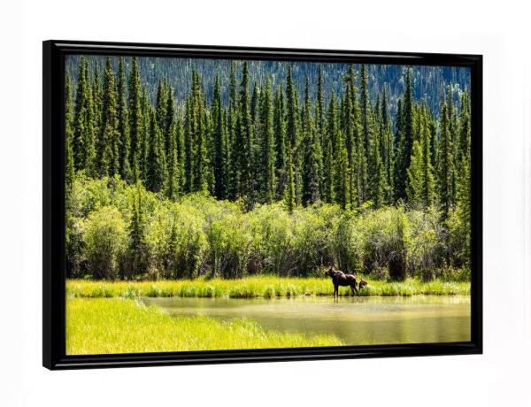 Poster mit schwarzem Rahmen "Elch in der Wildnis Alaskas" artboxONE - Natur,Tiere