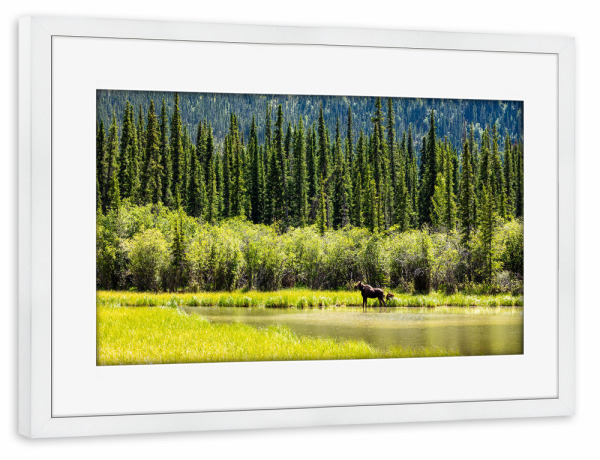 Poster mit Rahmen weiß "Elch in der Wildnis Alaskas" artboxONE - Natur,Tiere - Elch,Elchkuh,Kalb,Kälber,Wildnis,Alaska,Rocky mountains,Kanada,Wildlife