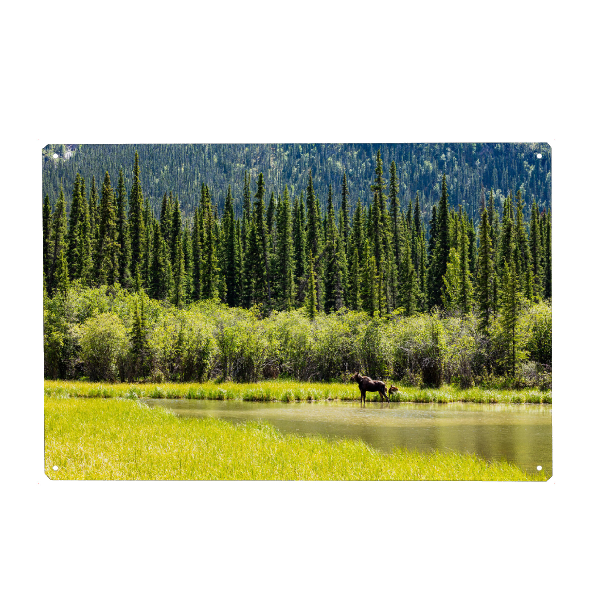 Holzbild "Elch in der Wildnis Alaskas" artboxONE - Natur,Tiere - Elch,Elchkuh,Kalb,Kälber,Wildnis,Alaska,Rocky mountains,Kanada,Wildlife