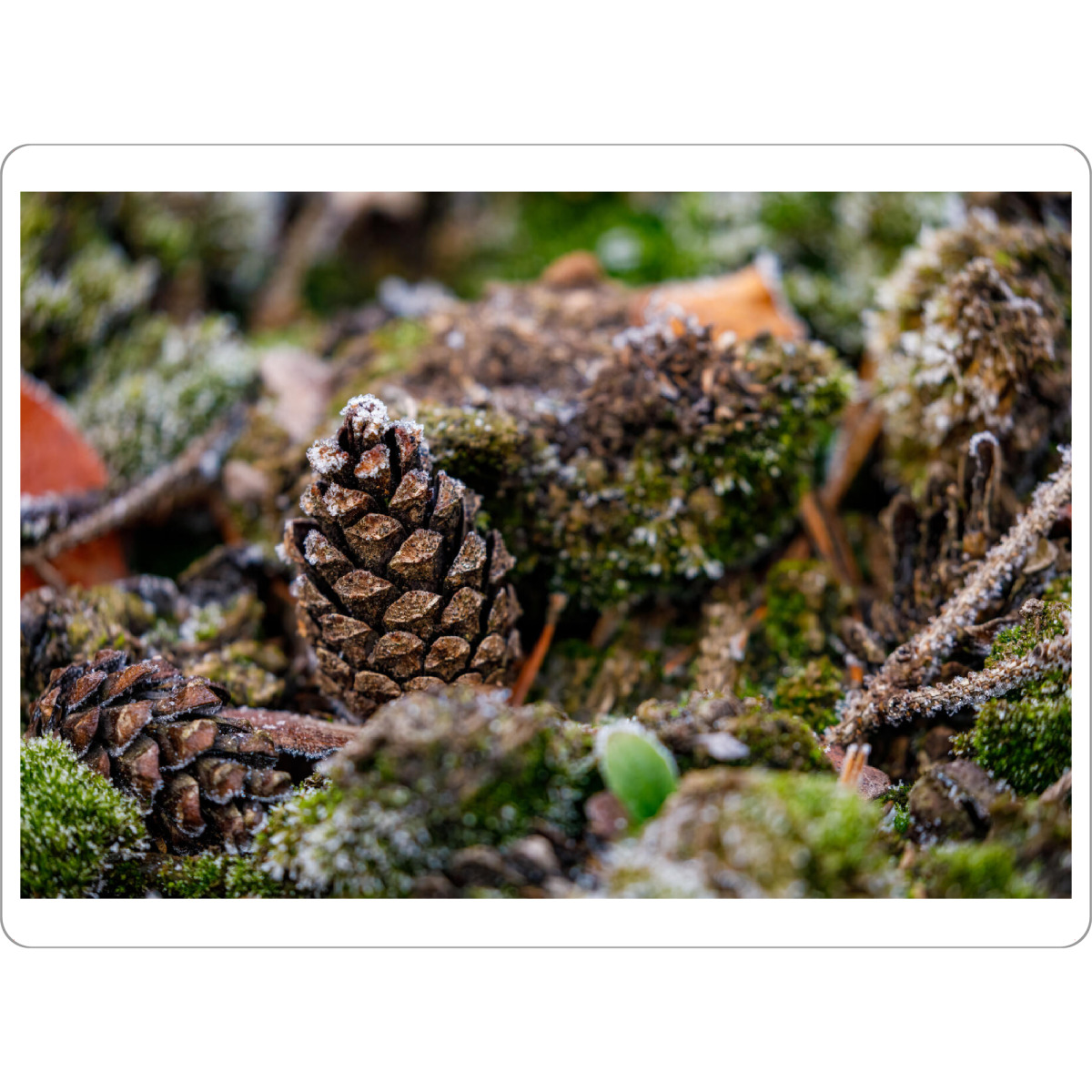 Tischset "Tannenzapfen am Waldboden" artboxONE - Natur - Tannenzapfen,Zapfen,Wald,Waldboden,Moos,Weihnachten,Dekoration,Hintergrund