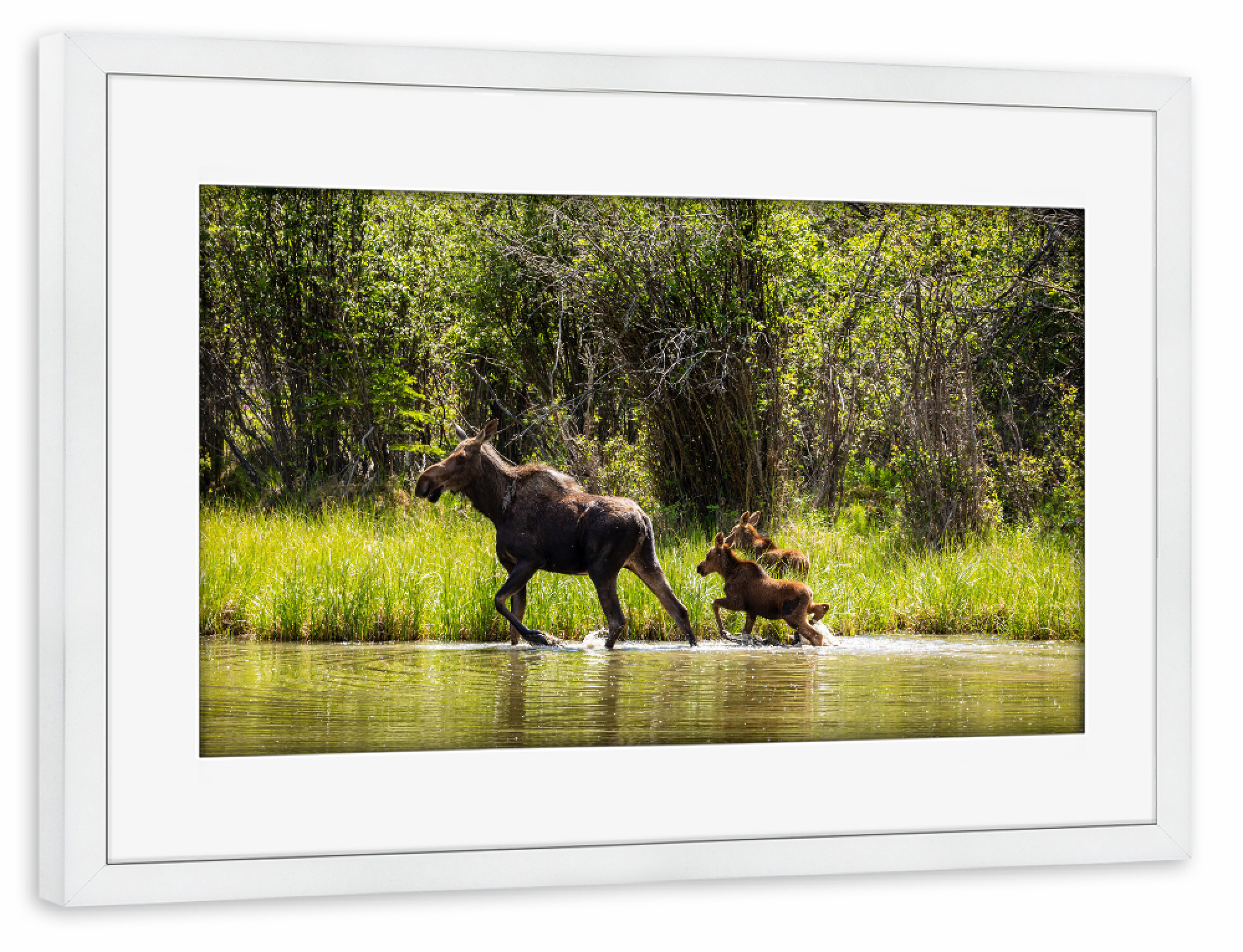 Poster mit Rahmen weiß "Elchkuh in der Wildnis" artboxONE - Natur,Tiere - Elch,Elchkuh,Kalb,Kälber,Wildnis,Alaska,Rocky mountains,Kanada,Wildlife