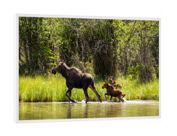 Poster mit weißem Rahmen "Elchkuh in der Wildnis" artboxONE - Natur,Tiere - Elch,Elchkuh,Kalb,Kälber,Wildnis,Alaska,Rocky mountains,Kanada,Wildlife