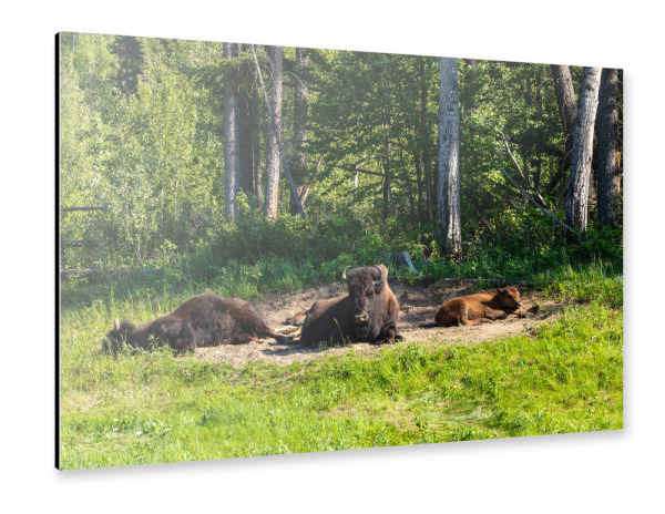 Alu-Dibond "Wilde Bisons" 30x20 cm artboxONE