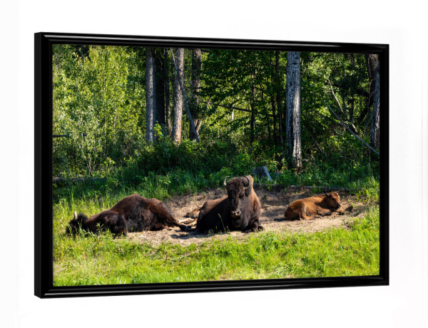 Poster mit schwarzem Rahmen "Wilde Bisons" artboxONE - Natur,Tiere - Bison,Büffel,Kanada,Amerika,Alaska,Alaska highway,Nordamerika,Wildlife,Yukon