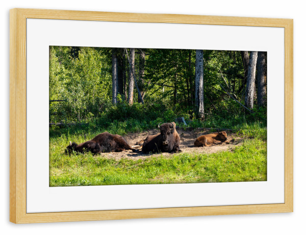 Poster mit Rahmen kiefer "Wilde Bisons" artboxONE - Natur,Tiere - Bison,Büffel,Kanada,Amerika,Alaska,Alaska highway,Nordamerika,Wildlife,Yukon
