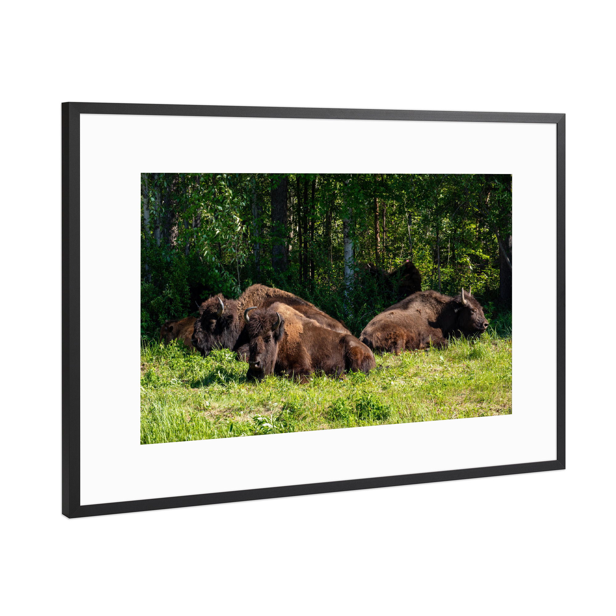 Poster mit Rahmen Schwarz (Metallic) "Wilde Bisons am Alaska Highway" artboxONE - Natur,Tiere