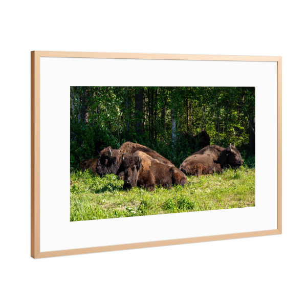 Poster mit Rahmen Kupfer "Wilde Bisons am Alaska Highway" artboxONE - Natur,Tiere
