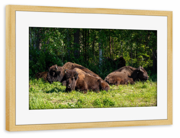 Poster mit Rahmen kiefer "Wilde Bisons am Alaska Highway" artboxONE - Natur,Tiere
