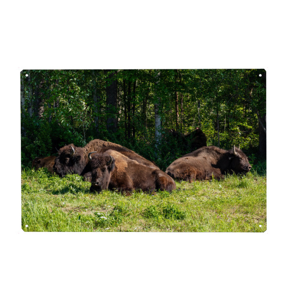 Metall Poster "Wilde Bisons am Alaska Highway" artboxONE - Natur,Tiere - Bison,Büffel,Kanada,Amerika,Alaska,Alaska highway,Nordamerika,Wildlife,Yukon