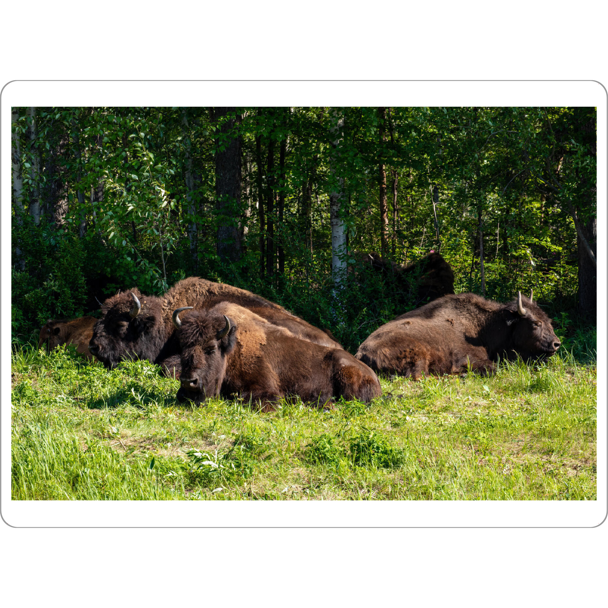 Tischset "Wilde Bisons am Alaska Highway" artboxONE - Natur,Tiere - Bison,Büffel,Kanada,Amerika,Alaska,Alaska highway,Nordamerika,Wildlife,Yukon
