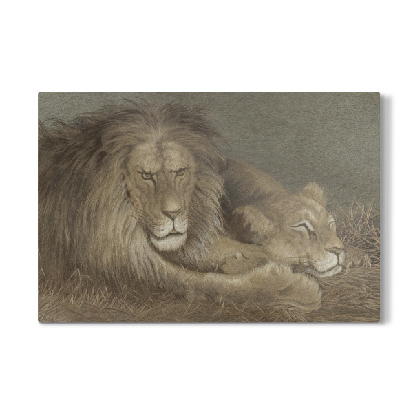 Galerie-Print "Löwe und Löwin" 30x20 cm artboxONE