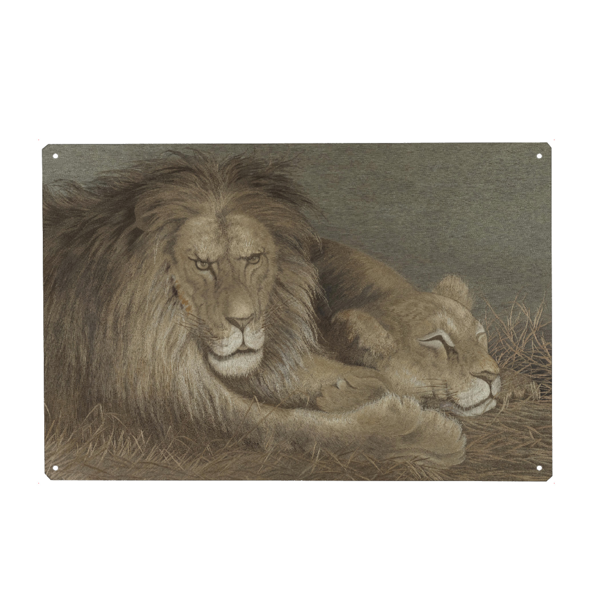 Metall Poster "Löwe und Löwin" artboxONE - Natur,Tiere,Reise / Afrika