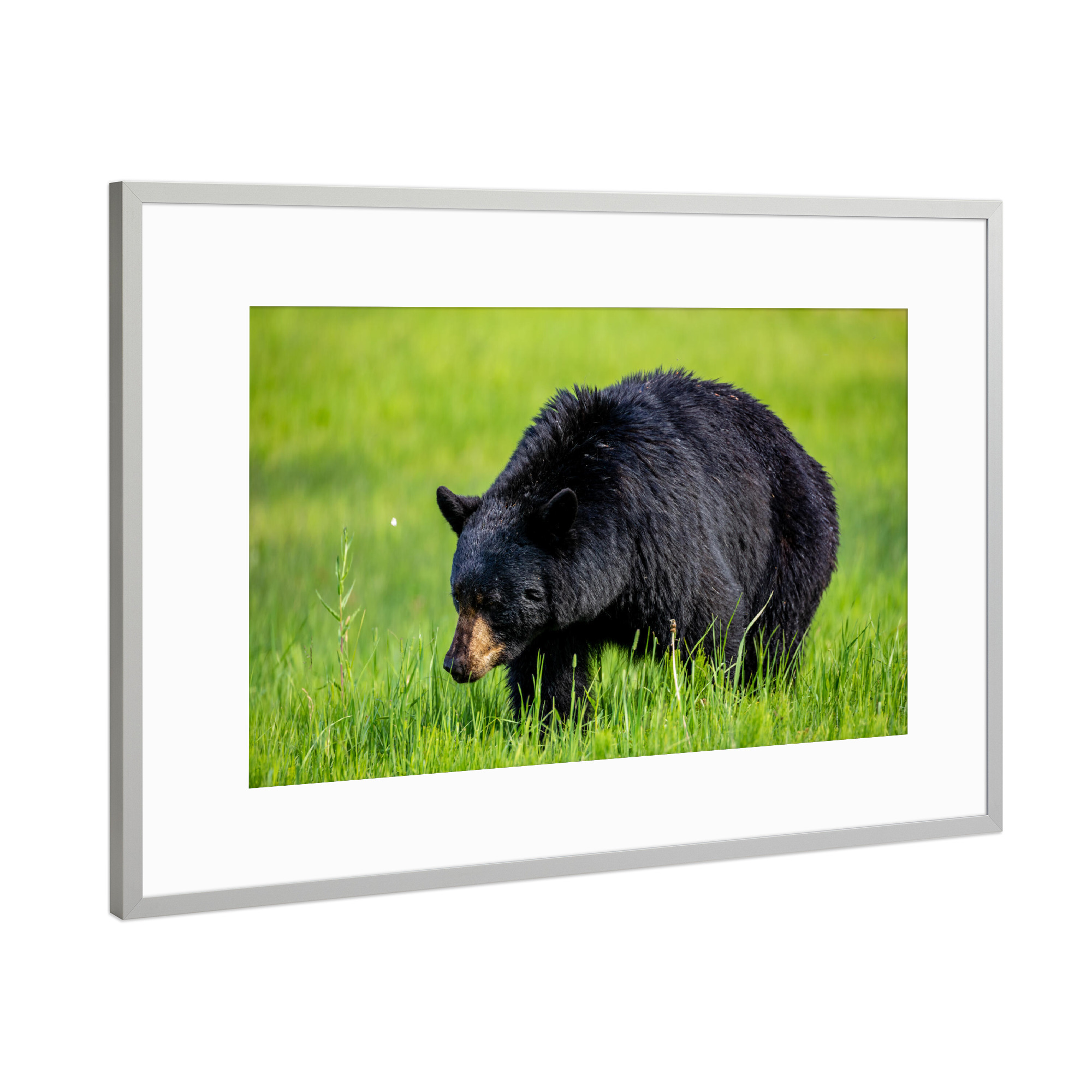 Poster mit Rahmen Silber "Wilder Schwarzbär" artboxONE - Natur,Tiere - Bär,Schwarzbär,Kanada,Amerika,Wildlife,Wildes tier,Bären,Alaska,Nordamerika