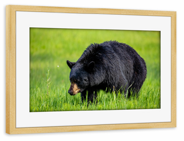 Poster mit Rahmen kiefer "Wilder Schwarzbär" artboxONE - Natur,Tiere - Bär,Schwarzbär,Kanada,Amerika,Wildlife,Wildes tier,Bären,Alaska,Nordamerika