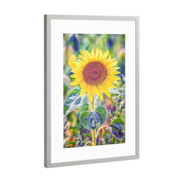 Poster mit Rahmen Silber "Sonnenblumen-Nahaufnahme" artboxONE - Natur,Reise,Floral,Für Mama,Für Papa