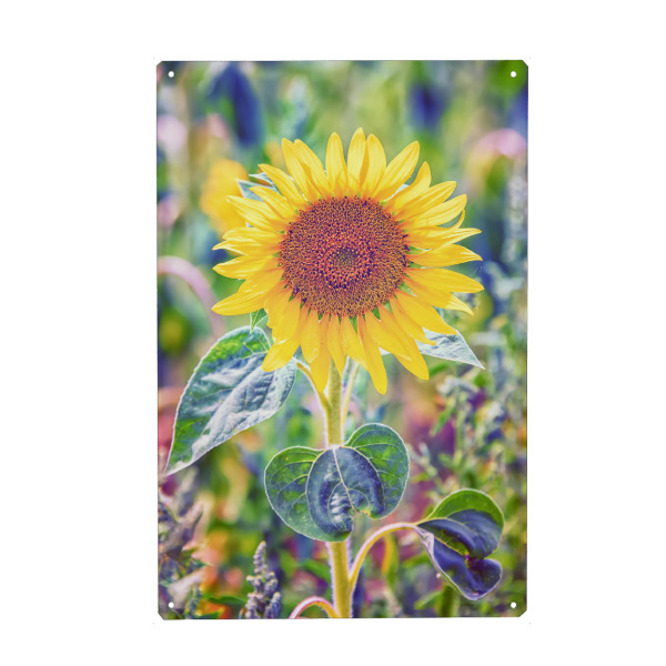 Metall Poster "Sonnenblumen-Nahaufnahme" artboxONE - Natur,Reise,Floral,Für Mama,Für Papa
