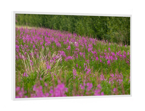 Poster mit weißem Rahmen "Weidenröschen am Alaska Highway" artboxONE - Natur