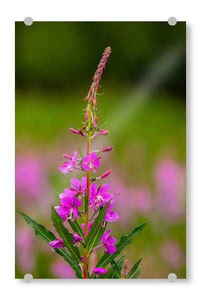 Acrylglasbild "Blühendes Weidenröschen" artboxONE - Natur - Weidenröschen,Blume,Blüte,Alaska,Blumenwiese,Rosa,Yukon,Kanada,Alaska highway