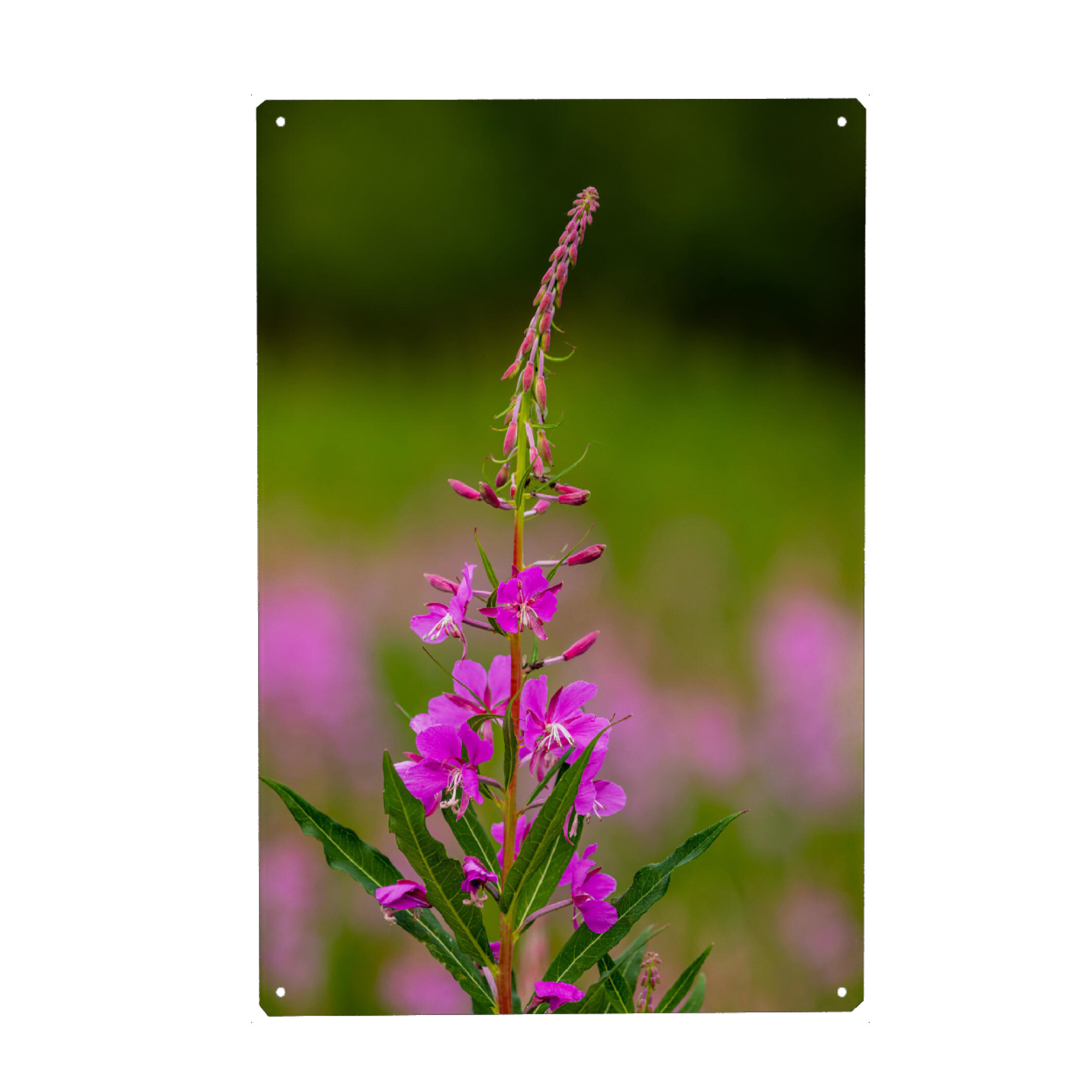 Holzbild "Blühendes Weidenröschen" artboxONE - Natur - Weidenröschen,Blume,Blüte,Alaska,Blumenwiese,Rosa,Yukon,Kanada,Alaska highway