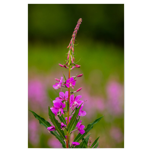 Poster 30x20 cm "Blühendes Weidenröschen" artboxONE - Natur - Weidenröschen,Blume,Blüte,Alaska,Blumenwiese,Rosa,Yukon,Kanada,Alaska highway