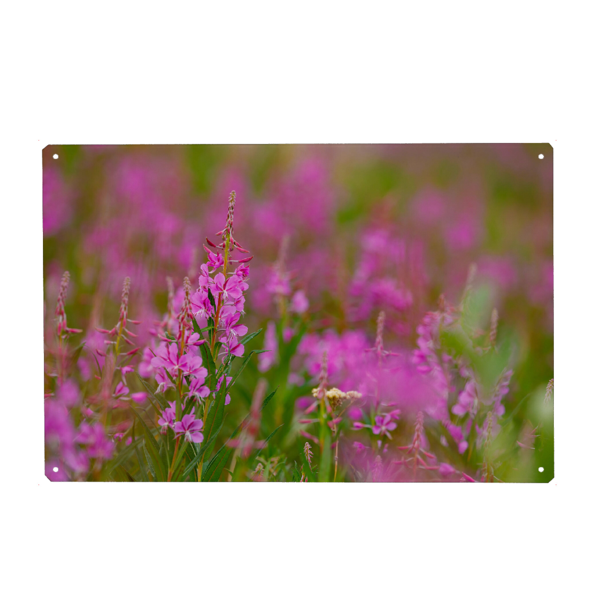 Metall Poster "Weidenröschen" artboxONE - Natur - Weidenröschen,Blume,Blüte,Alaska,Blumenwiese,Rosa,Yukon,Kanada,Alaska highway - Blechschild