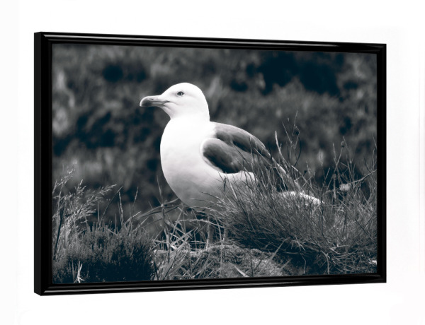 Poster mit schwarzem Rahmen "Eine Möwe in Schwarzweiß" artboxONE - Tiere,Schwarzweiß,Reise / Strand und Meer