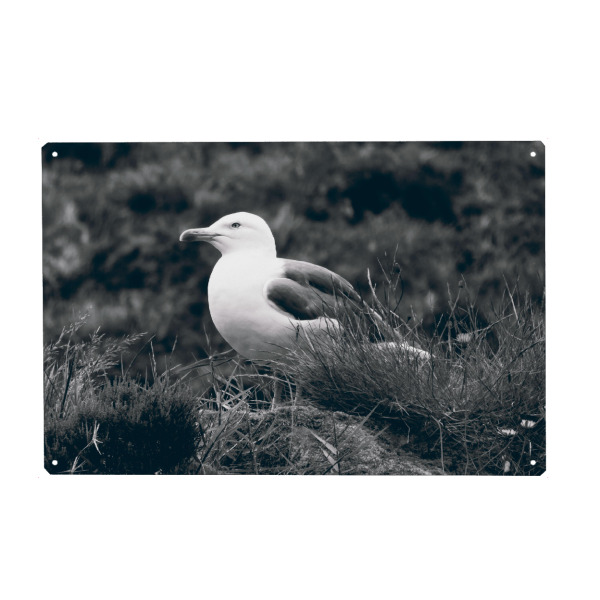 Holzbild "Eine Möwe in Schwarzweiß" artboxONE - Tiere,Schwarzweiß,Reise / Strand und Meer