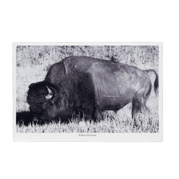 Metall Poster "Büffel in schwarzweiß" artboxONE - Tiere,Schwarzweiß