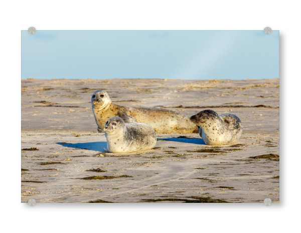 Acrylglasbild "Robben" artboxONE - Natur,Tiere - Robbe,Kegelrobbe,Seehund,Wildlife,Strand,Insel,Nordsee,Wattenmeer,Pellworm