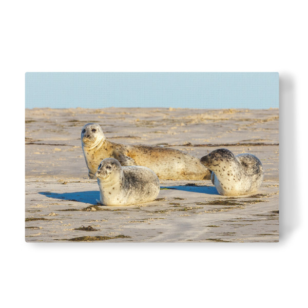 Leinwandbild "Robben" artboxONE - Natur,Tiere - Robbe,Kegelrobbe,Seehund,Wildlife,Strand,Insel,Nordsee,Wattenmeer,Pellworm